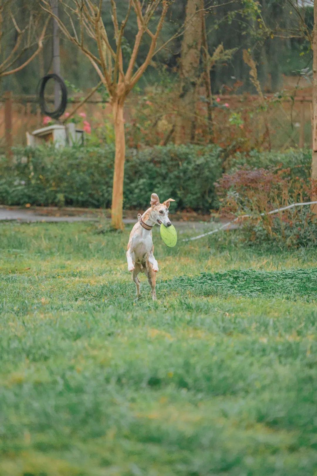 萌宠万圣狂欢夜,萌宠露营云龙区