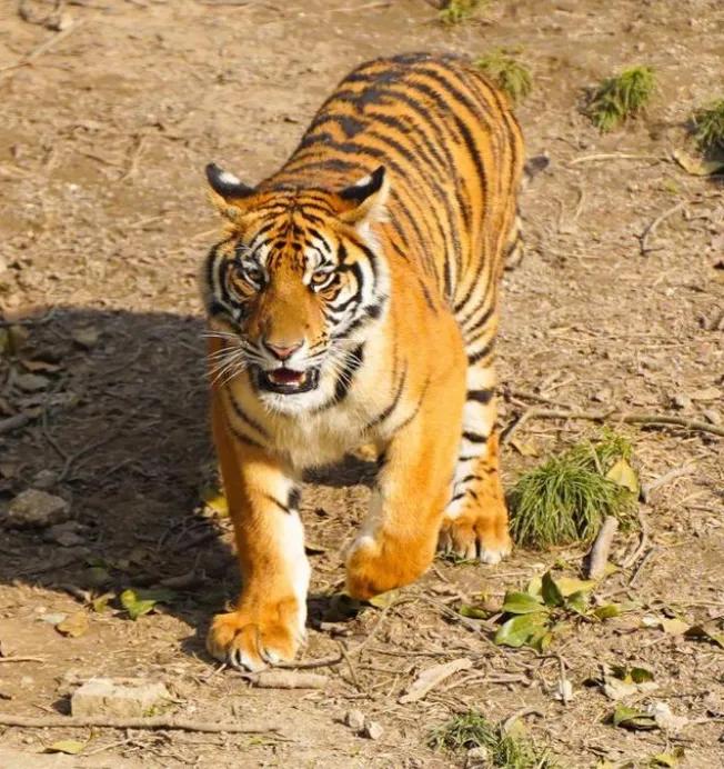 一二三四五上山打老虎的歌怎么唱,一二三四五上山打老虎儿歌分析