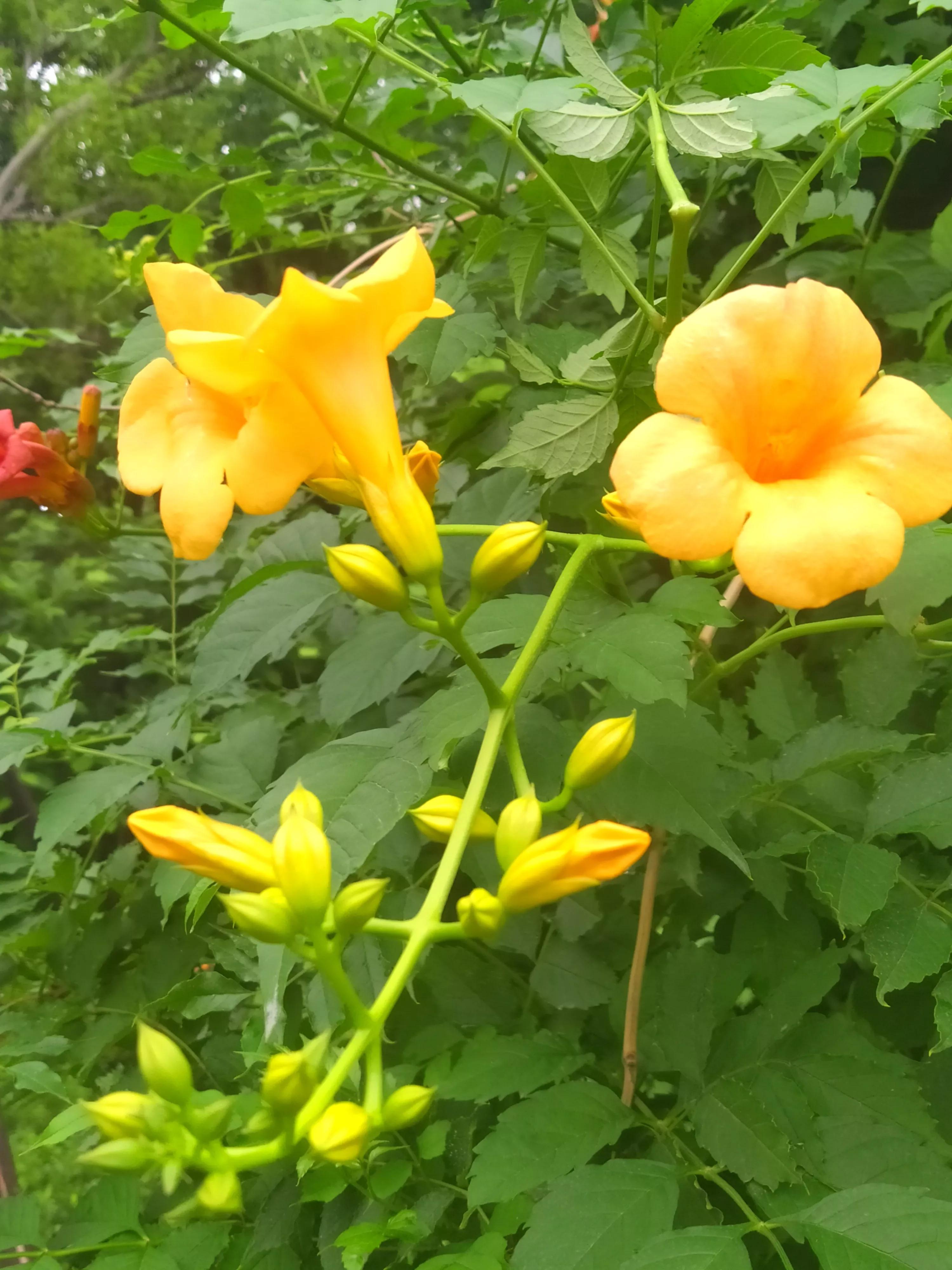 偏黄色的凌霄花好看,凌霄花娇艳绚丽