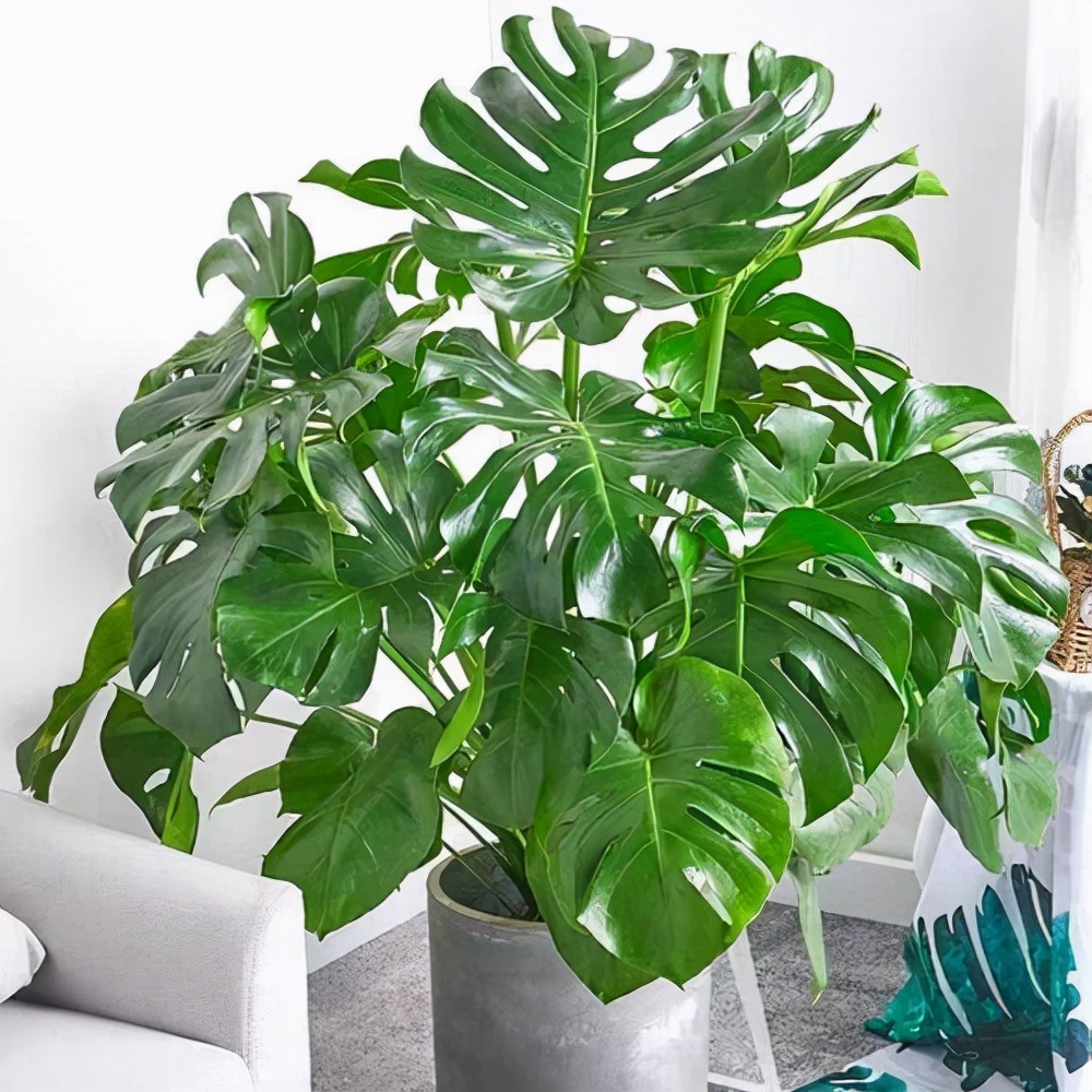 家里不能养的10种花,家里不能养的四种花