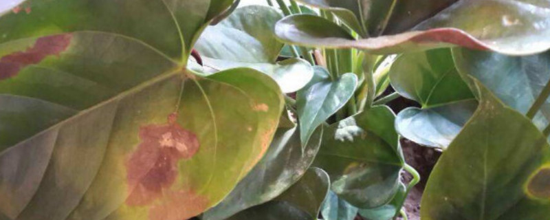 红掌叶子有黑斑怎么办,家里养的红掌突然蔫了怎么办
