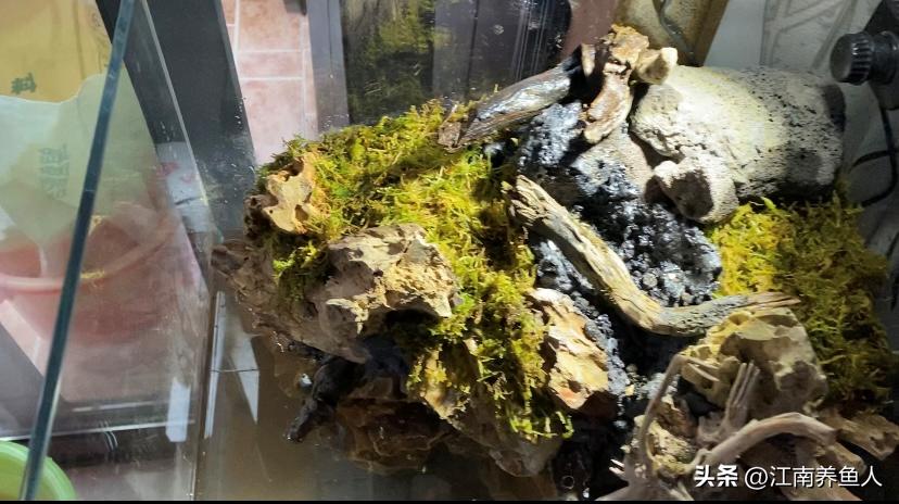 造景缸跟水陆缸一体缸,长方形的缸怎么造景水陆缸