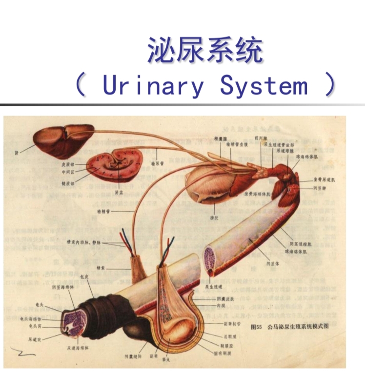 动物泌尿系统与生殖器官病理畜牧兽医证书考试试题内容