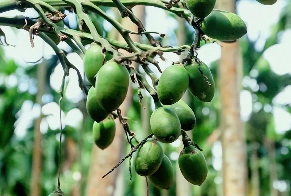 目前槟榔行业给湖南带来多少税收,槟榔全面禁售对湖南有影响吗