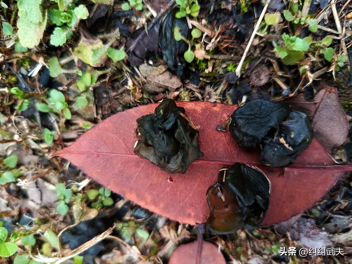 地皮菜农村叫什么菜,地皮菜还叫啥