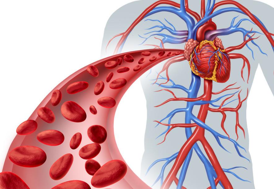 多吃5种高叶酸菜助力身体恢复,老年人多吃3种高叶酸菜
