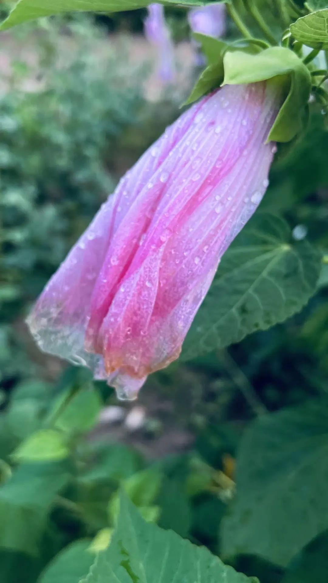 蜀葵属性,蜀葵生命力