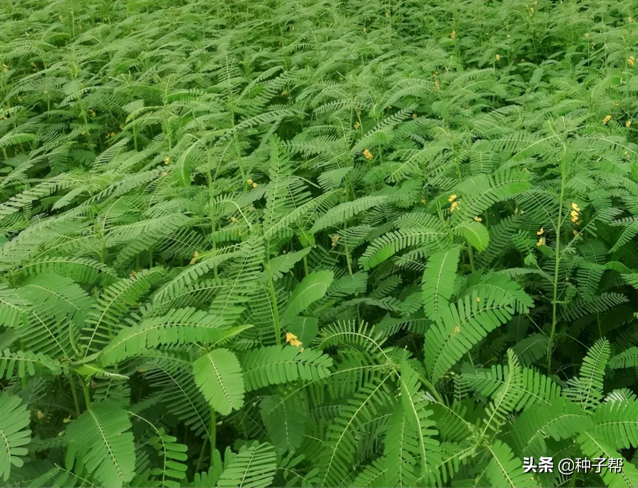 田菁是树还是草北方可以生长吗,田菁草本植物