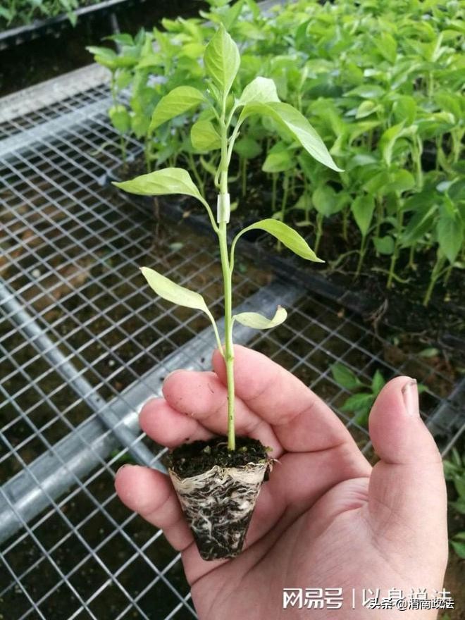 农民购买7万元伪劣辣椒苗种子后,获退赔20万元