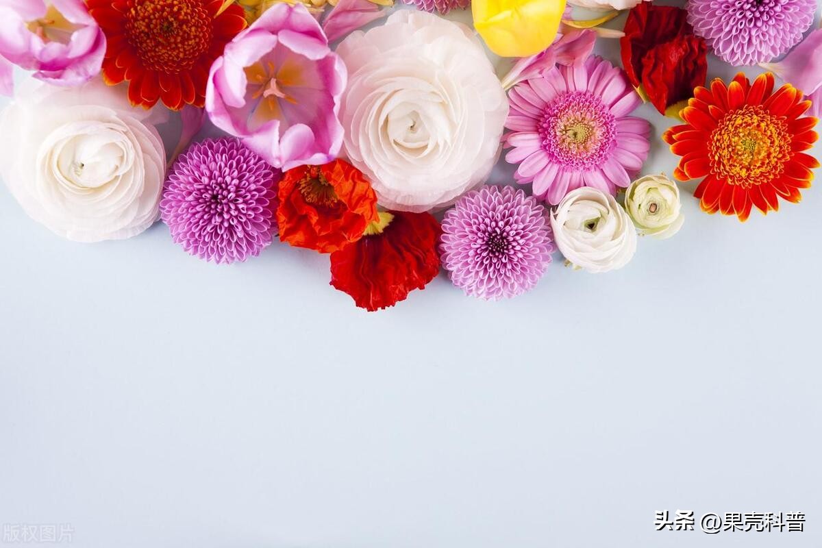 第三篇：花的奥秘|植物探秘：探索奇妙的绿色世界