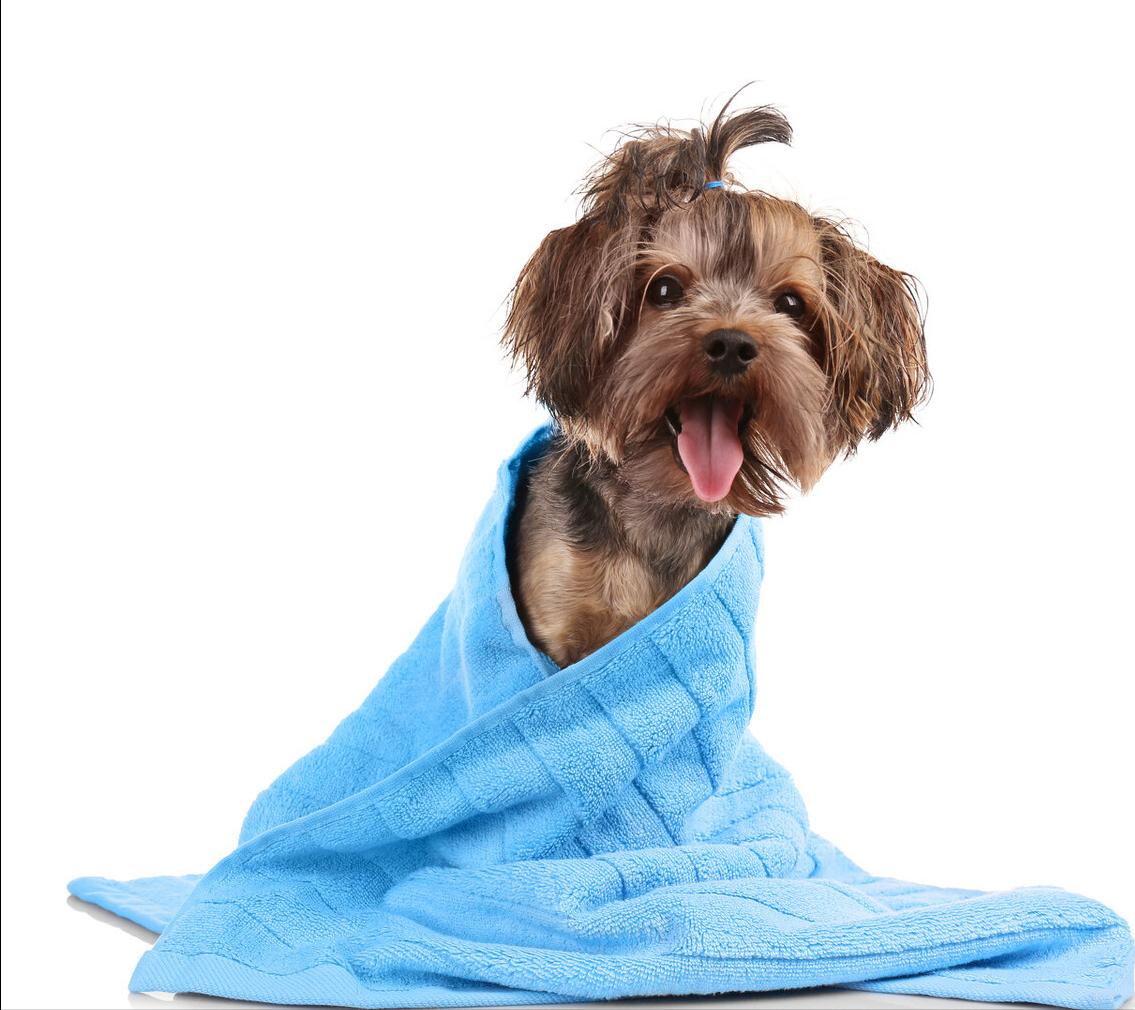 狗狗来“大姨妈”别慌，这些知识你需要知道