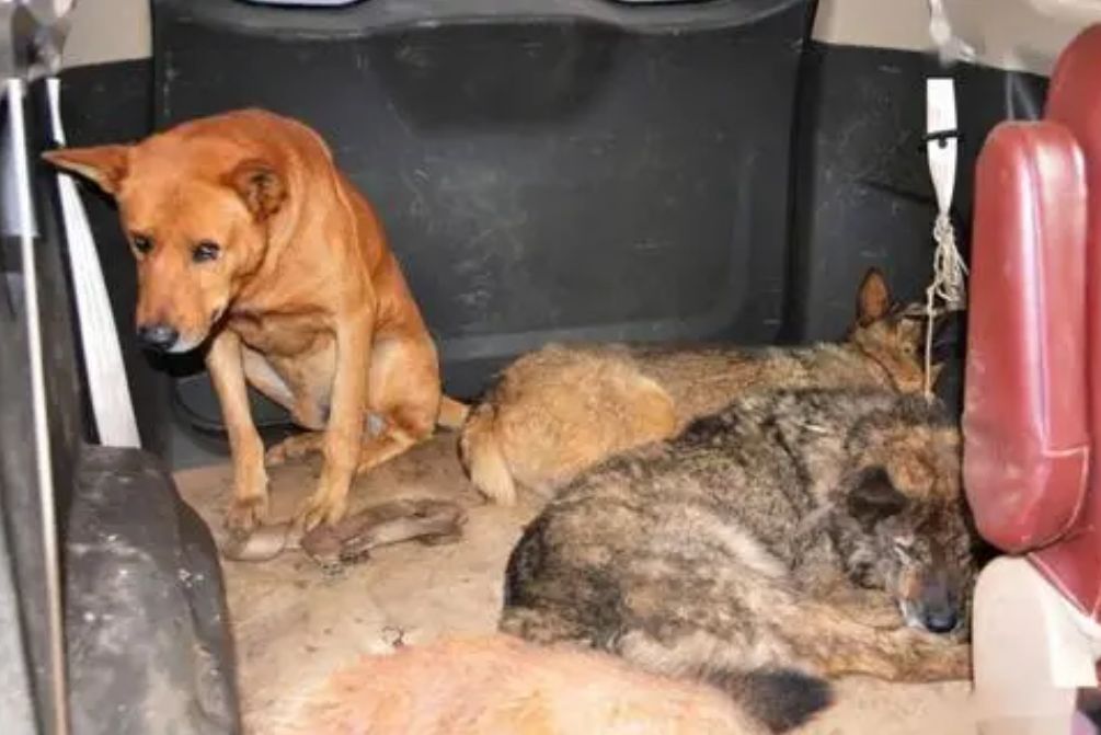 狗狗被下药后拼命跑回家后续,狗被狗贩子偷了事件