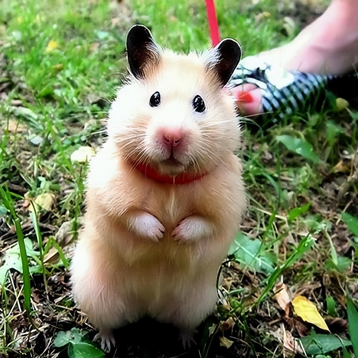 米熊仓鼠新手好养吗,新手怎么养仓鼠教程