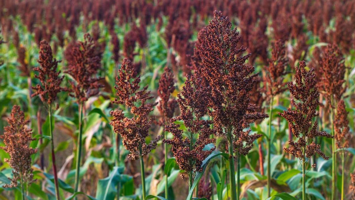 国家点名!2023年想去农村闷声发财,为什么首选四川、山东和湖北