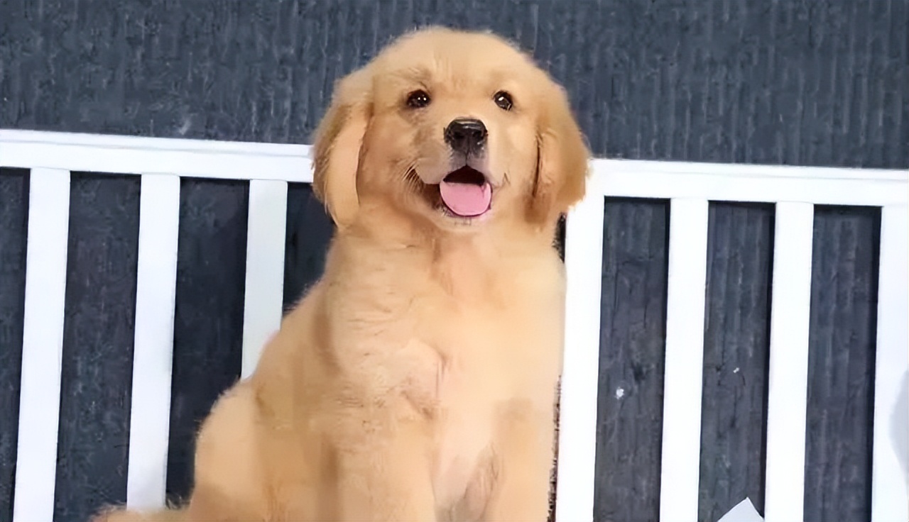 狗狗得细小的症状原因,狗狗得细小初期症状