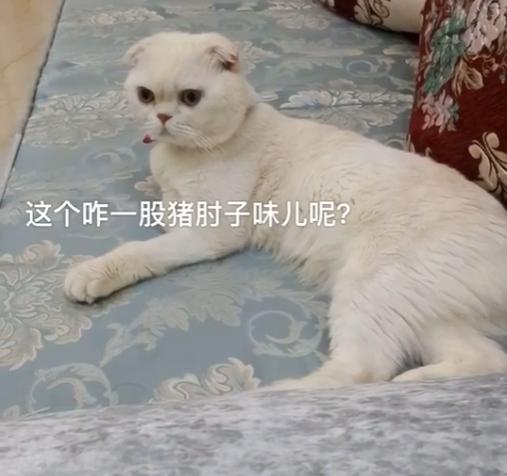 猫界顶流刘二豆,喵界顶流二豆