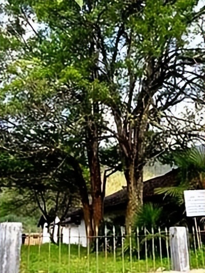 哈雷车主会福州分会,哈雷hog车主会八周年庆典巡游