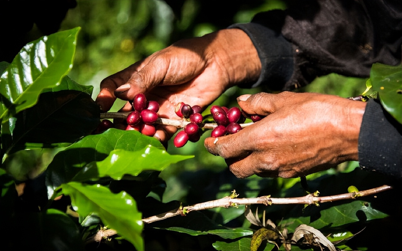 精品咖啡和低价咖啡什么区别,精品咖啡和精品咖啡有什么区别