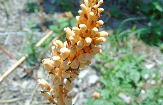 春天十种最美的花名字,花名带冬的有什么花