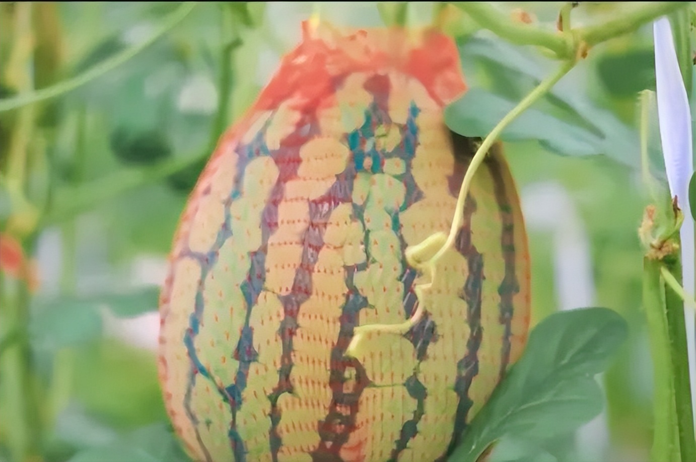 父亲节这天可以去哪玩,父亲节带父母游玩是最佳选择