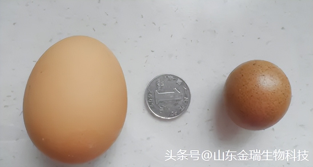 蛋鸡为什么下蛋小,蛋鸡出现软蛋是什么原因