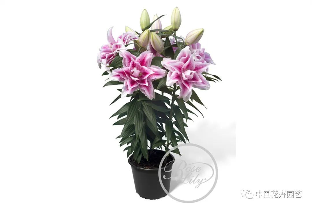 鑺卞崏鍝佺灞曠ず,鏂颁紭鑺卞崏鍝佺灞曠ず