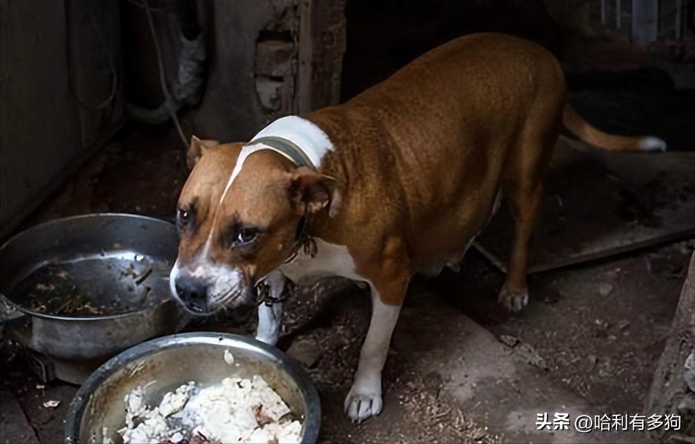 狗狗消化不良拉稀呕吐怎么办,狗狗消化不良呕吐白沫怎么处理