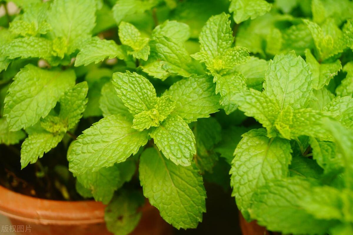 薄荷上长了很多小白虫密密麻麻,薄荷上有白色的小虫怎么治