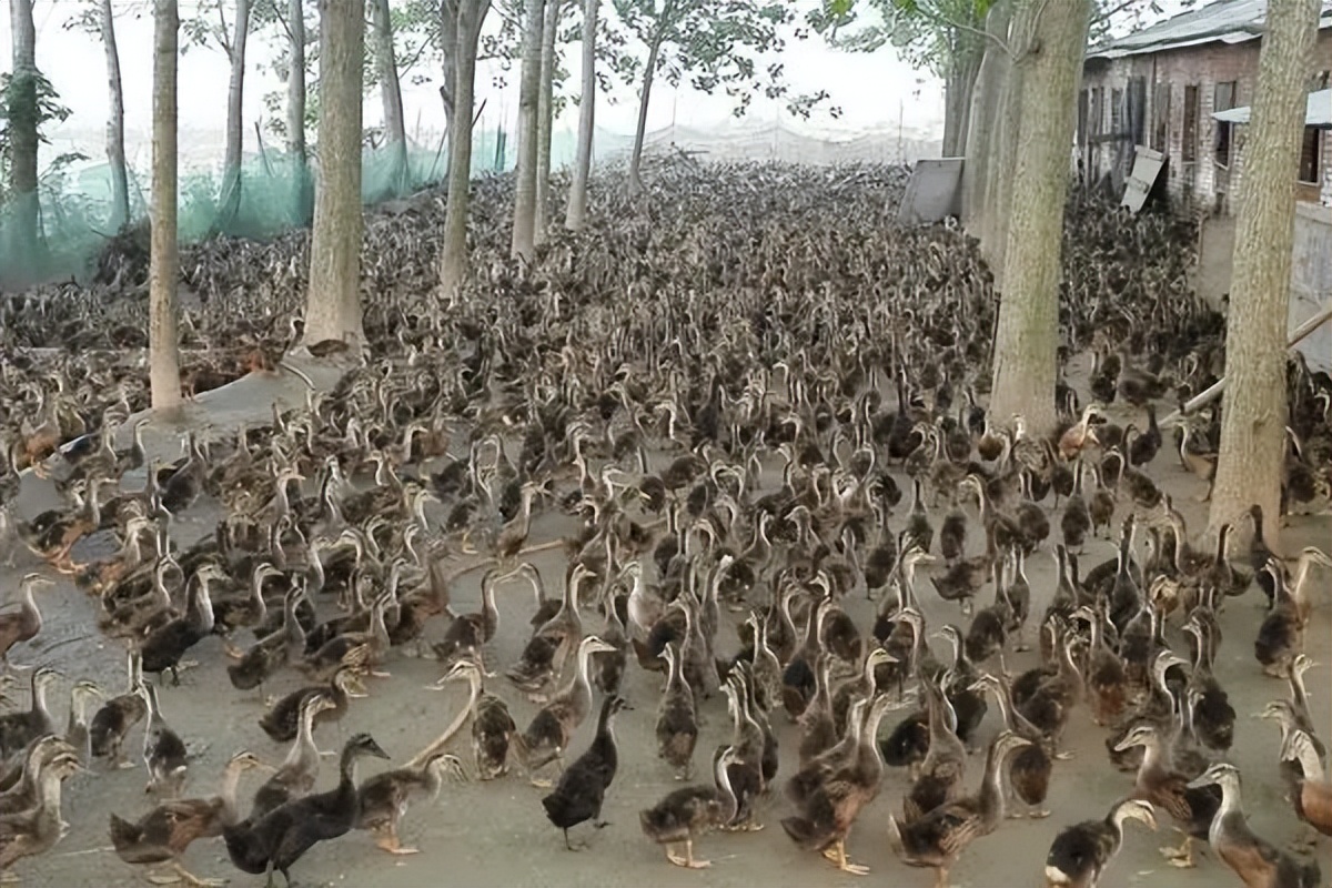 鸭一年四季产蛋的方法,蛋鸭怎样提高产蛋率