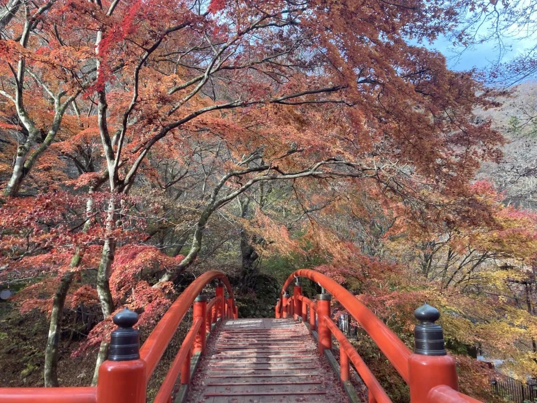 日本旅行跟团游东京北海道,日本旅行中文团