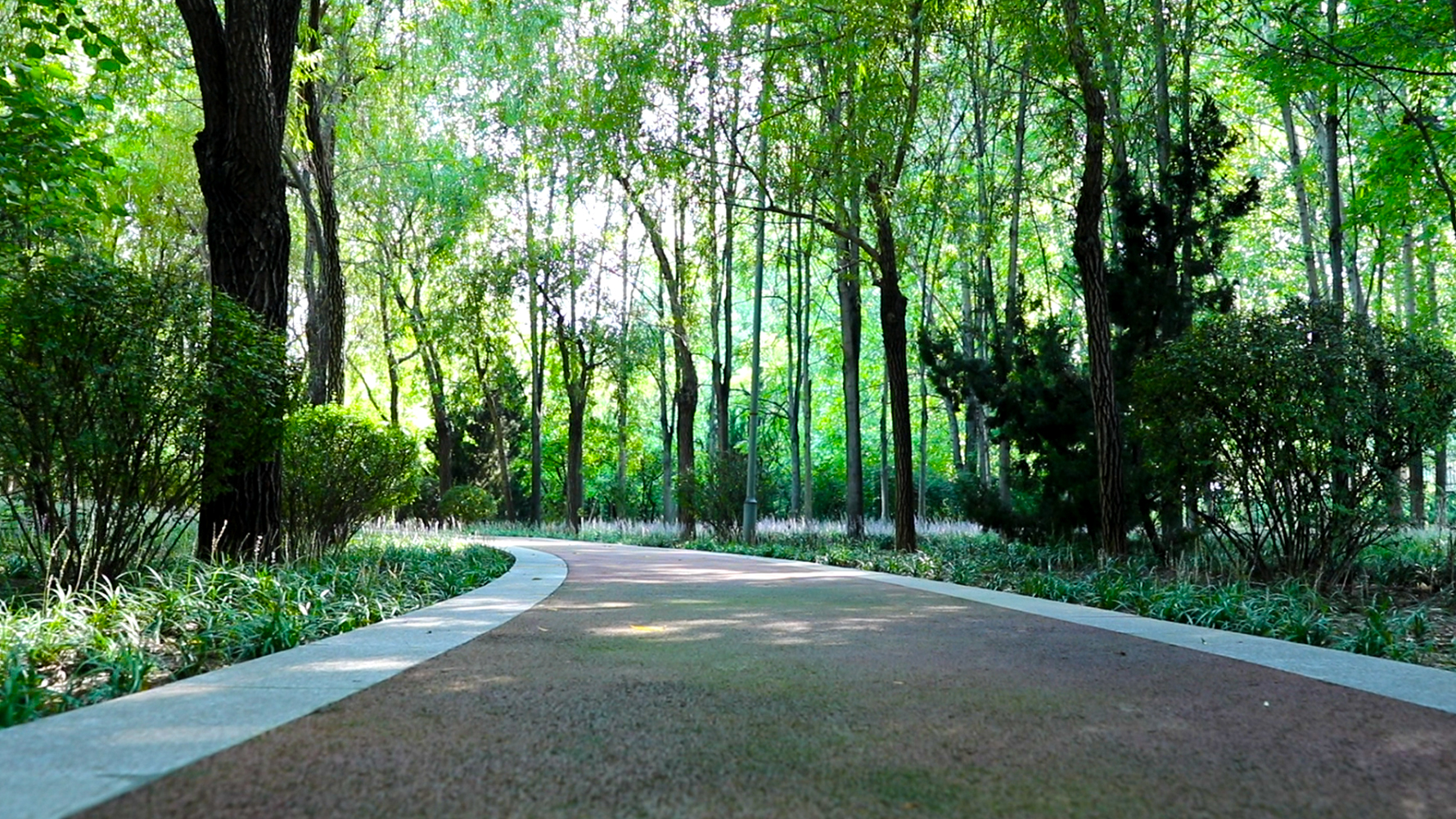 枣强森林公园和千亩森林公园,衡水枣强县天然氧吧