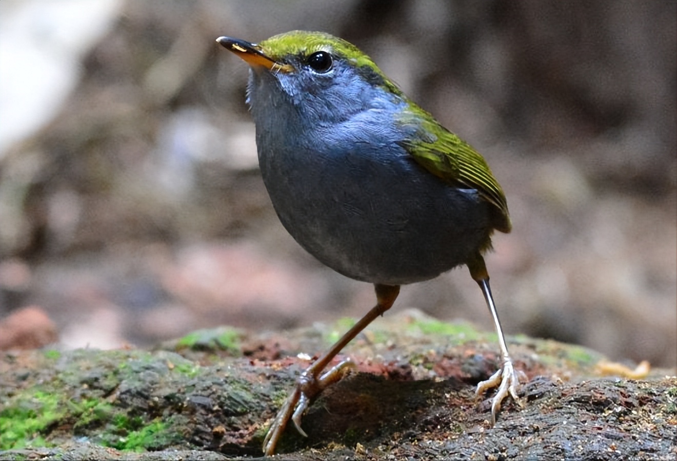 鸟儿大全高清图,高清珍稀鸟动态图片大全