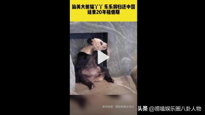 全世界“大明星”中国熊猫！亚洲各国当成女儿，欧洲排队想要它来
