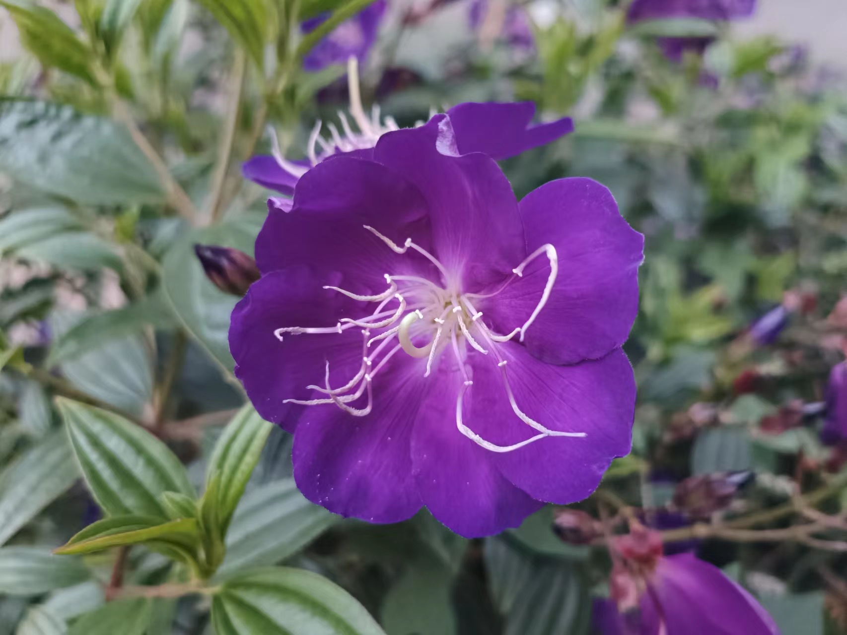 石老虎下山豹牙郎出没一片红