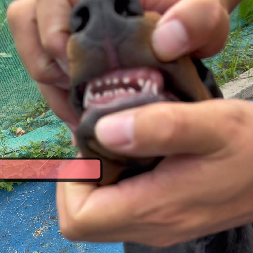 一级杜宾犬,一级护卫