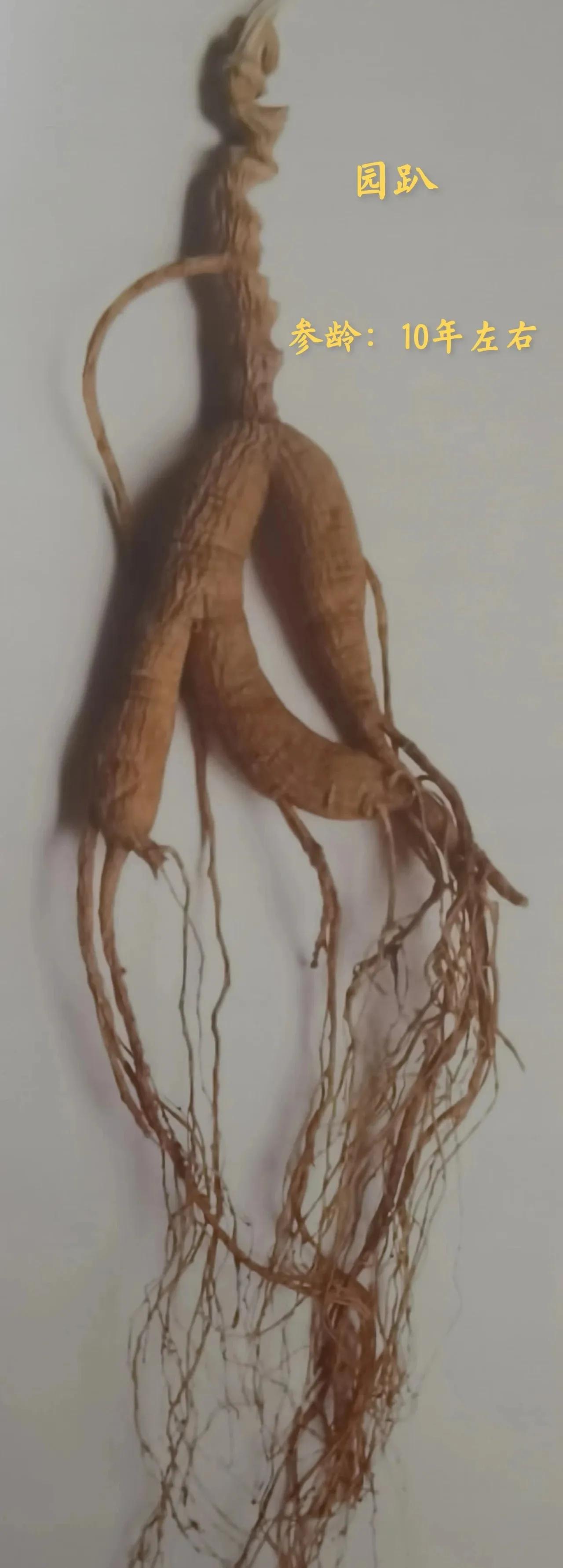 林下参觅货是什么意思,林下参的籽货与蜜货的怎么辨别