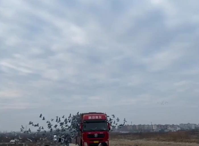 2022国际鸽联,2023国际鸽联洲际杯鸽王赛奖金