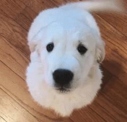 大金毛真的是太暖心了,大金毛到底有多可爱