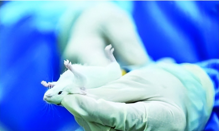 科学家发现灭鼠新方法,科学家改写老鼠基因