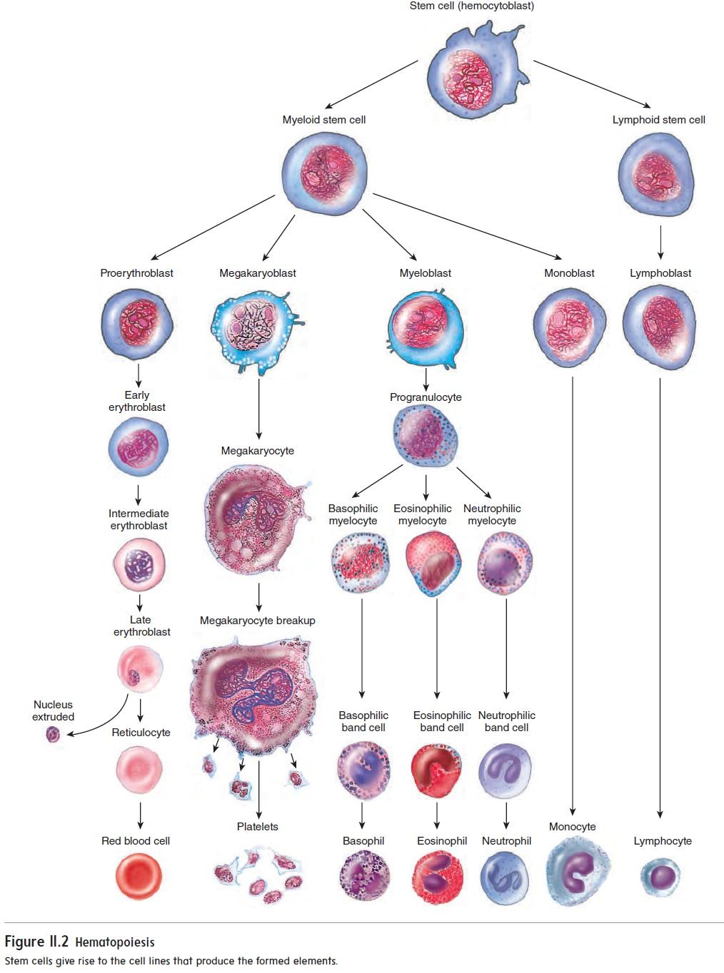 生物学是什么时候开始学习,生物学研究生就业前景如何