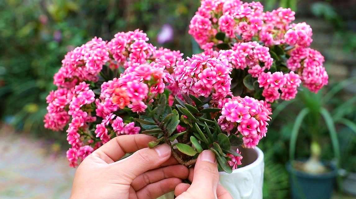 一盆种几种长寿花,一盆长寿花