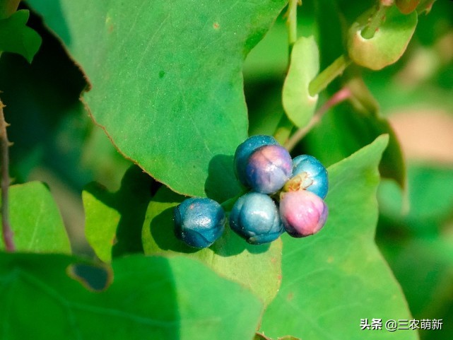 家乡的野果香甜可口,自家种的奇异果味道特别好吃