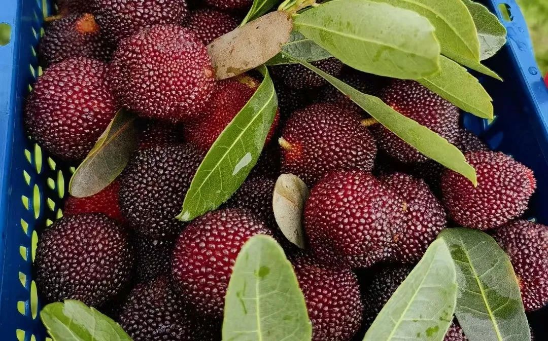 夏日开胃水果,夏季养生果