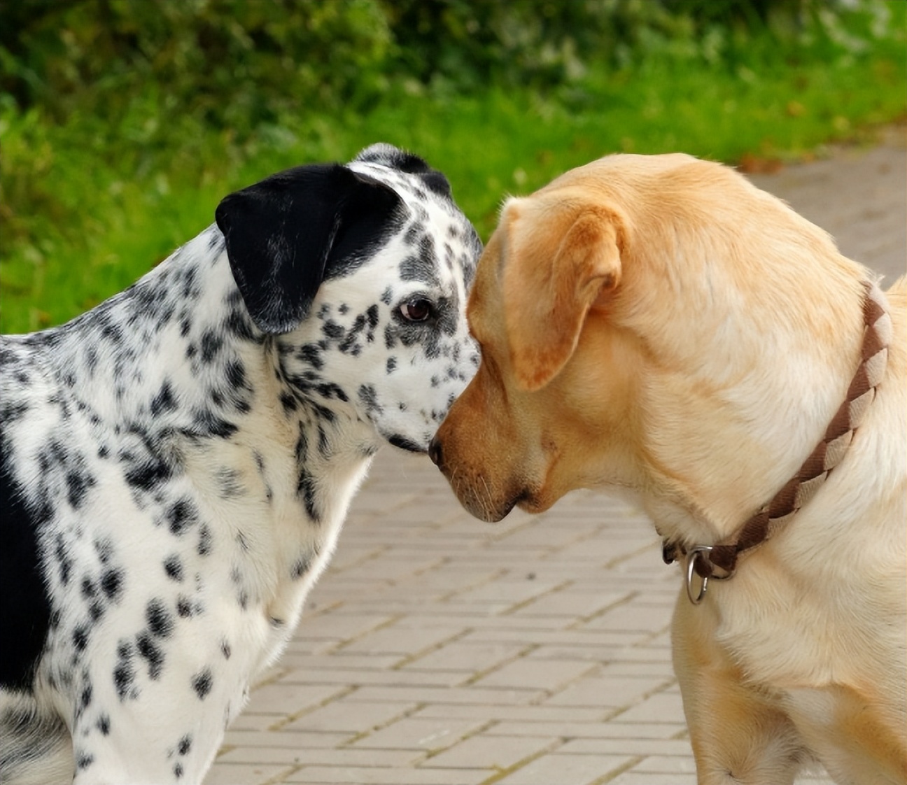 打断狗狗交配，会带来什么后果？