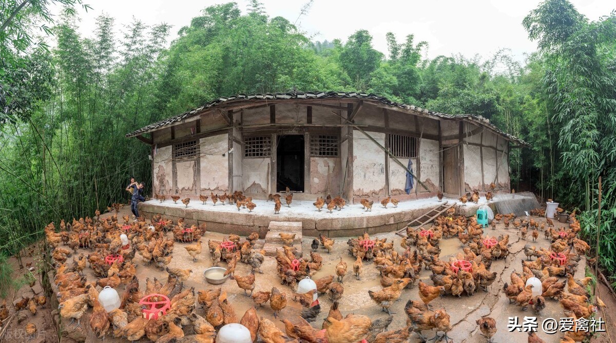 养鸡行业现状以及发展趋势,2022散养鸡行业的发展前景