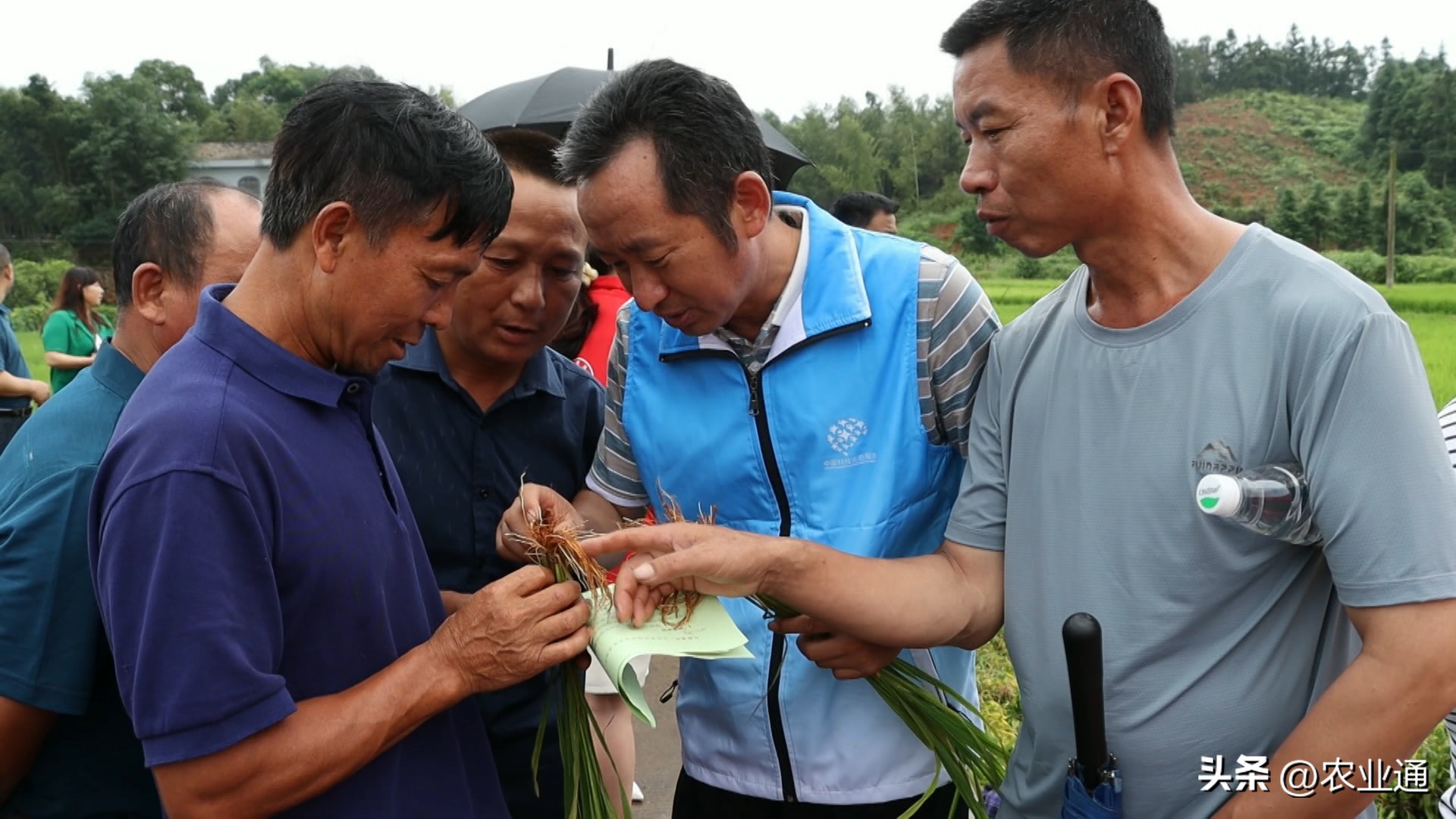 水稻根结线虫病识别与防治,水稻茎线虫病的发病原因是什么