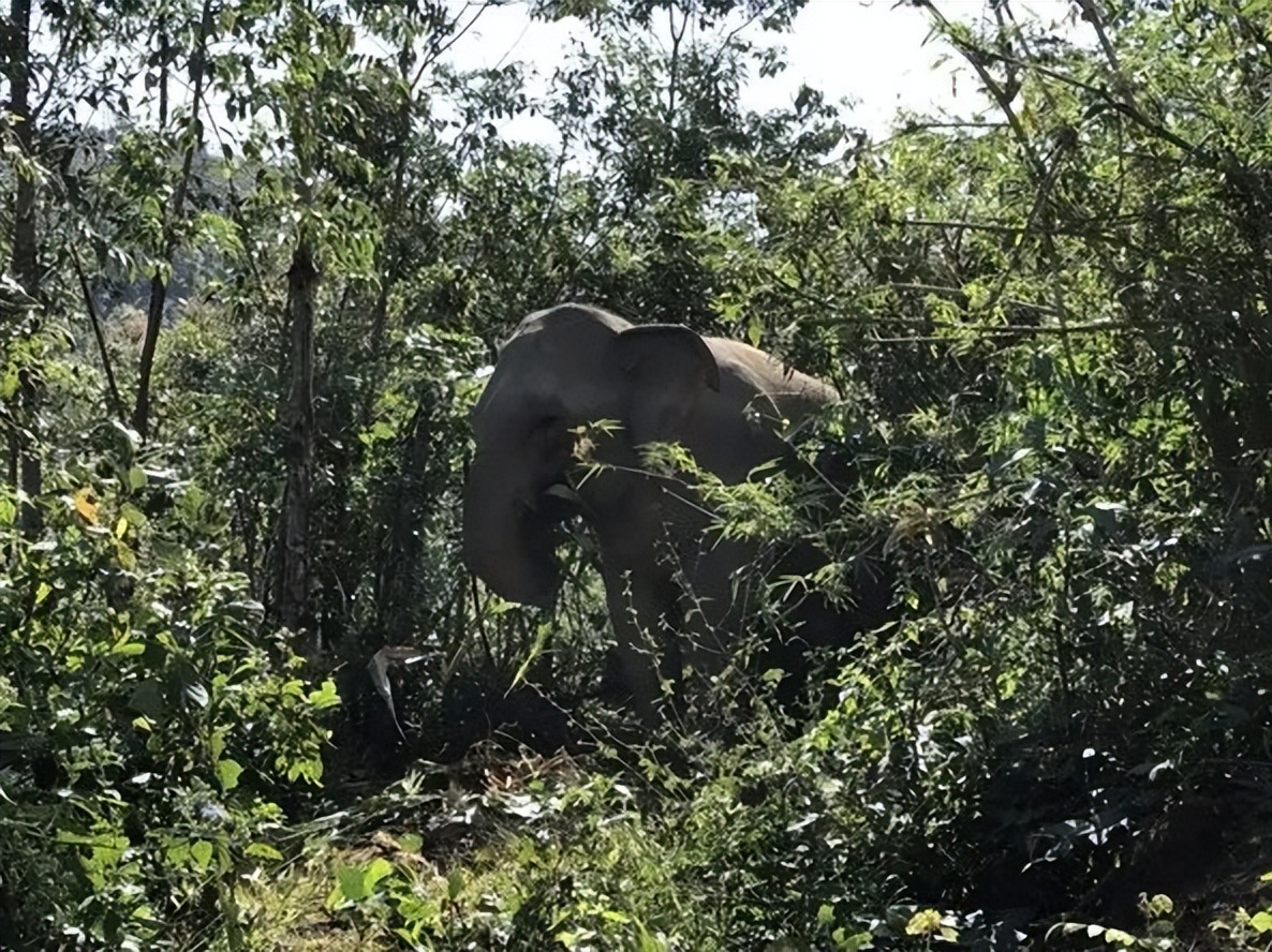 泰国旅游攻略普吉岛大象,泰国大象节旅游攻略