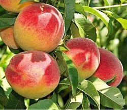 桃子精解说,桃子精万岁