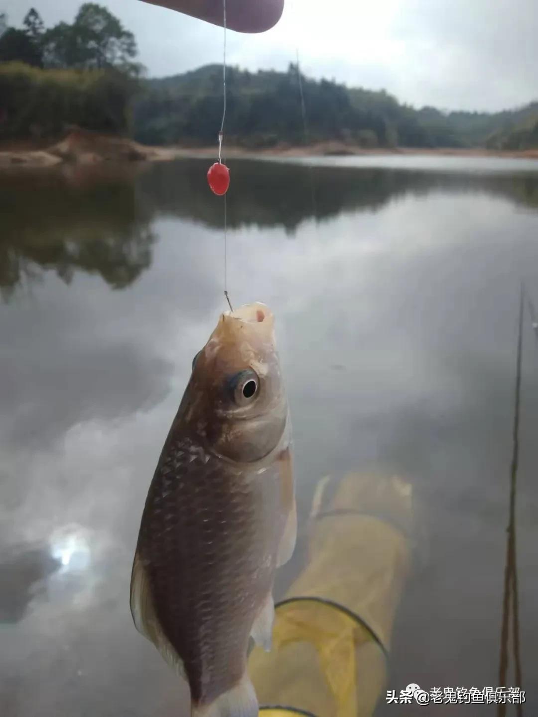 野钓谷香鲫鱼饵料,浓腥野钓饵料