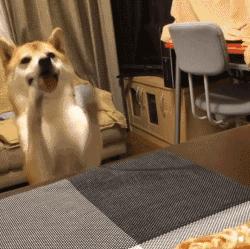 如何挑选出一窝中最好的狗,一窝七只小狗怎么挑选七星狗